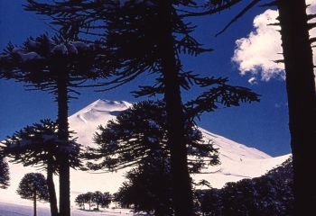 Chilenische Araukarie, auch Andentanne genannt