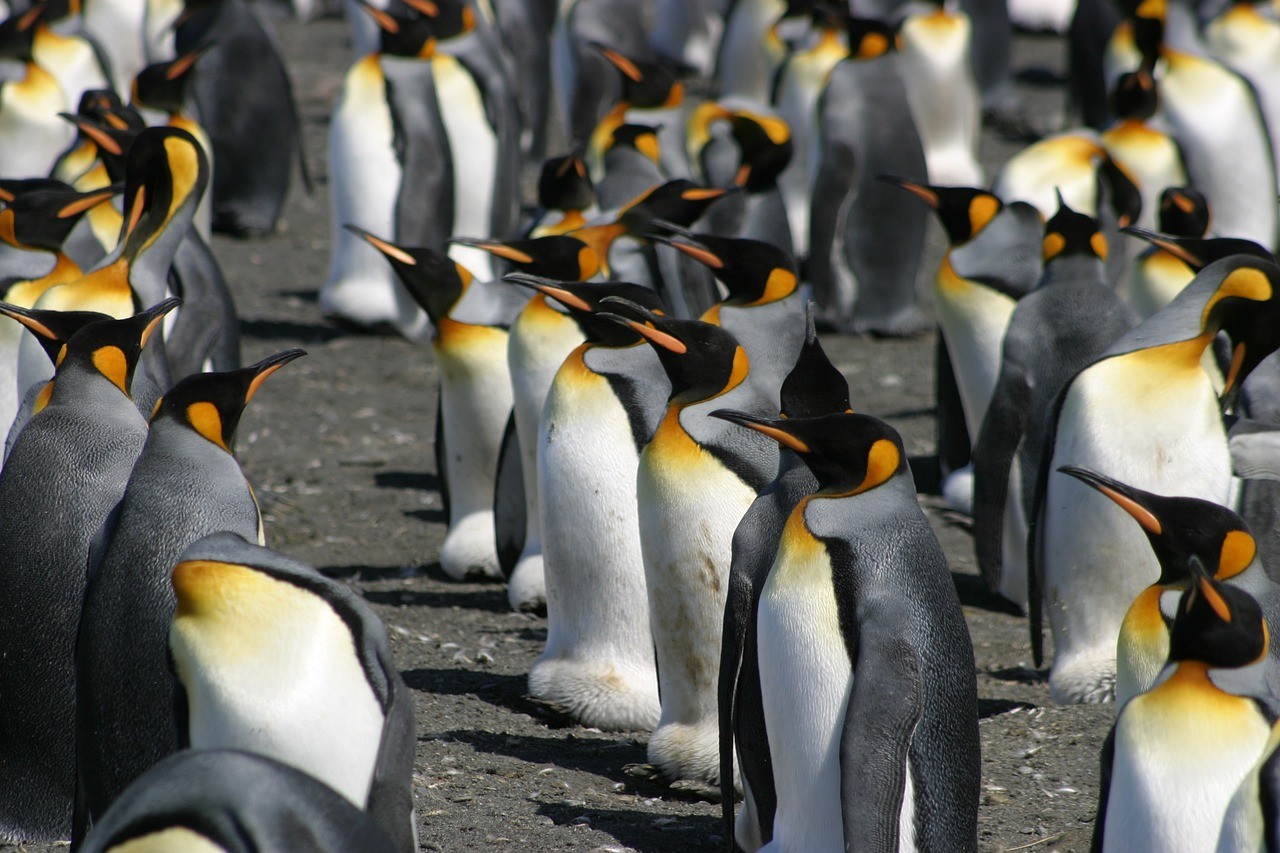 Königspinguine (Foto: Jane Tivey)