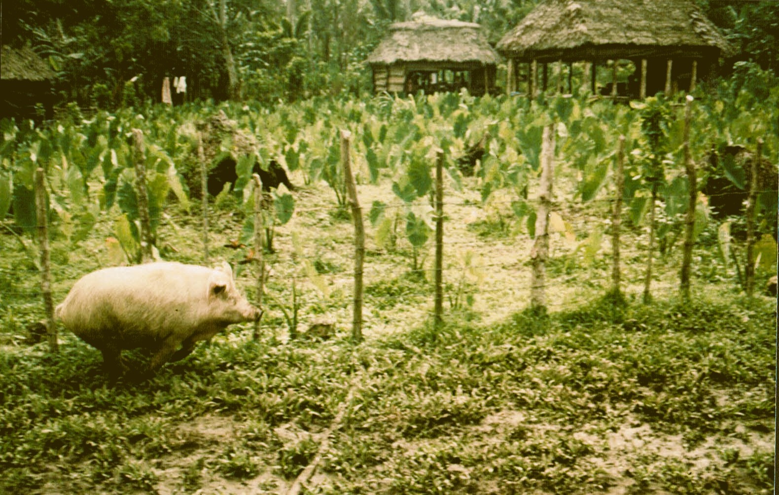 West-Samoa Wohnhäuser