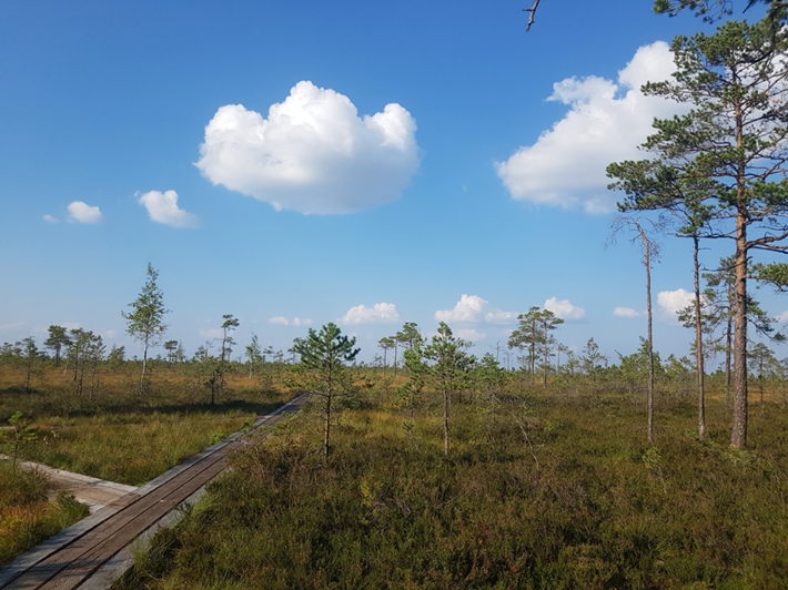 Im Hochmoor des Soomaa Nationalparks, Estland